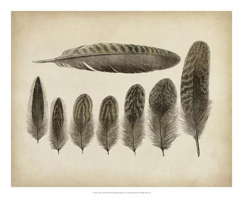 Vintage Feathers VIII Giclee Print - AllPosters.co.uk