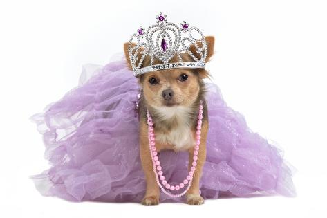 https://imgc.allpostersimages.com/img/print/posters/vitalytitov-royal-dog-with-crown-isolated_a-G-10361581-14258384.jpg