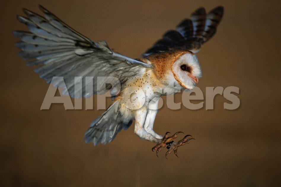 Barn Owl Landing Photographic Print By W Perry Conway At