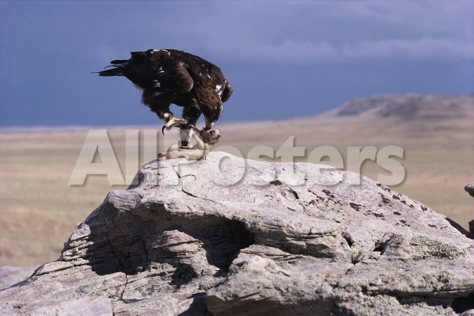 Golden Eagle Eating Prairie Dog