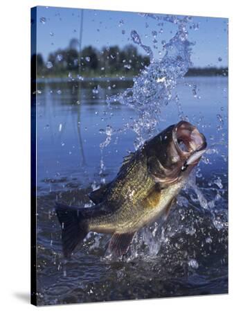 'Largemouth Bass Surfacing with a Lure in its Mouth' Photographic Print