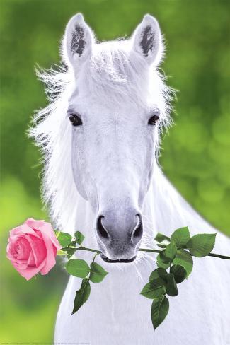 white-horse-holding-pink-rose-art-poster-print_a-G-8927745-0.jpg