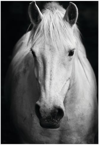 White horses black and white art portrait print White horses black and white art portrait print