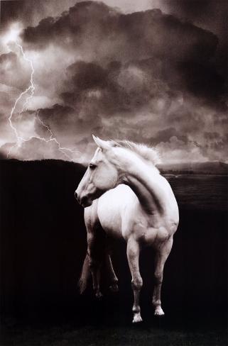 White horse White horse