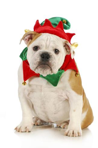 dog christmas elf costume