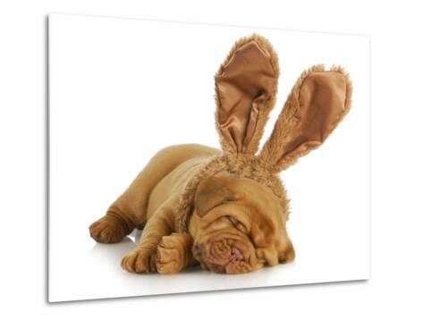 Resultado de imagen para ç¬ Dogue de Bordeaux çµå©å¼