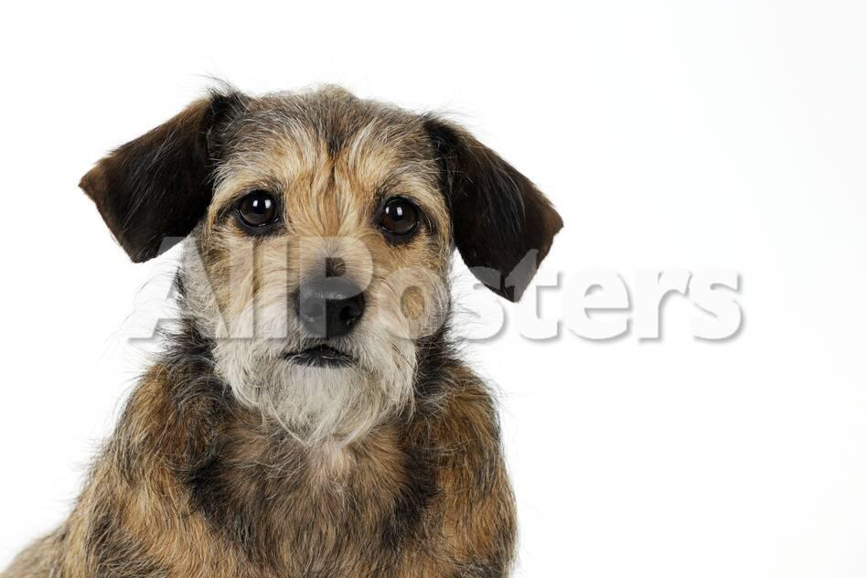 Wire Haired Dachshund X Long Haired Chihuahua Photographic Print