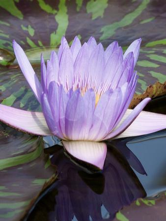 Asia Lotus Asia Lotus