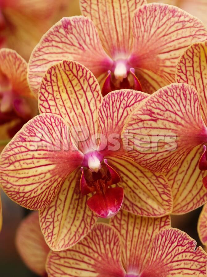 Colorful Exotic Orchid Flower Prints Wonderful Dream Allposters Com