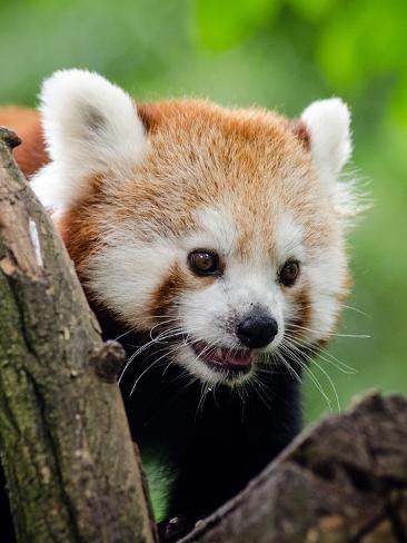 Image result for panda bear