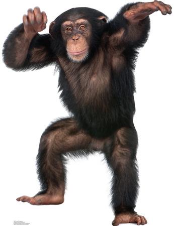 monkey chimpanzee standup young cardboard animals animal cutouts cutout chimp monkeys lifesize kenya chimpanse fat blackout causes allposters humans experiences