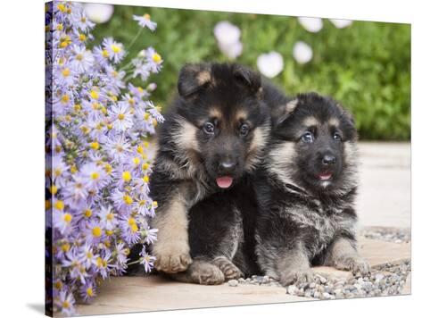 purple german shepherd