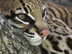 ocelot female resting on mesquite tree welder wildlife refuge sinton texas usarolf nussbaumer