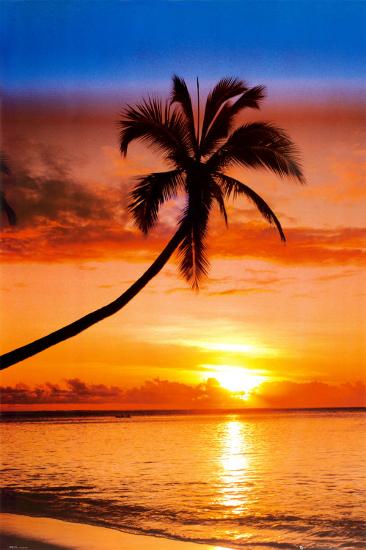 sunset palm posters