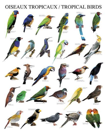 tropical birds posters at allposters com