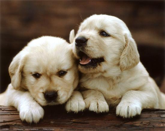 golden retriever puppies posters