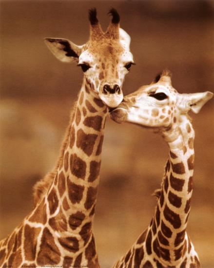 giraffe first love prints