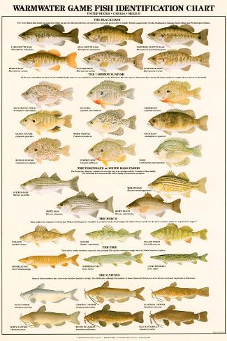 Fish Identification Chart