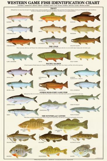 Western Gamefish Identification Chart Posters at AllPosters.com