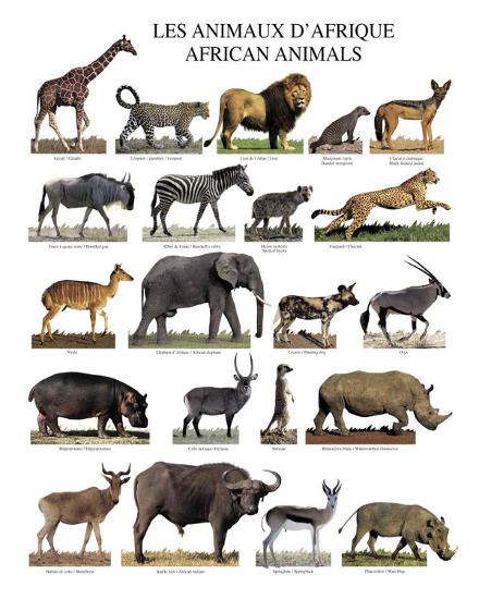 african animals print at allposters com