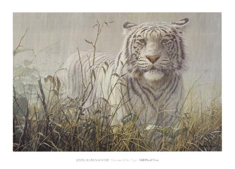 Monsoon White Tiger (detail) Prints by John SeereyLester at