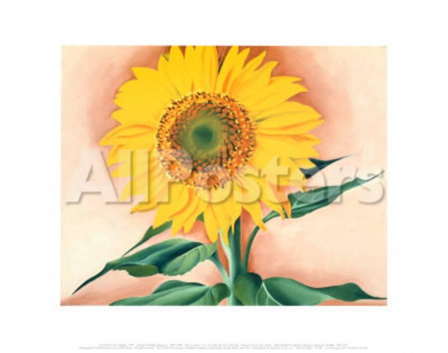 A Sunflower From Maggie 1937 Print Georgia O Keeffe Allposters Com