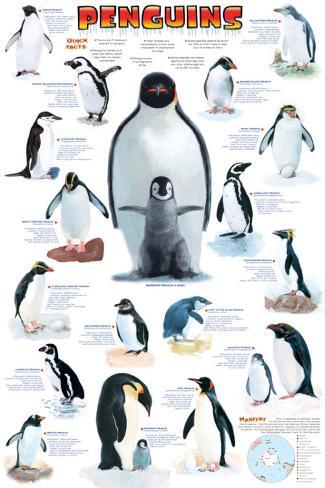 Penguin Chart