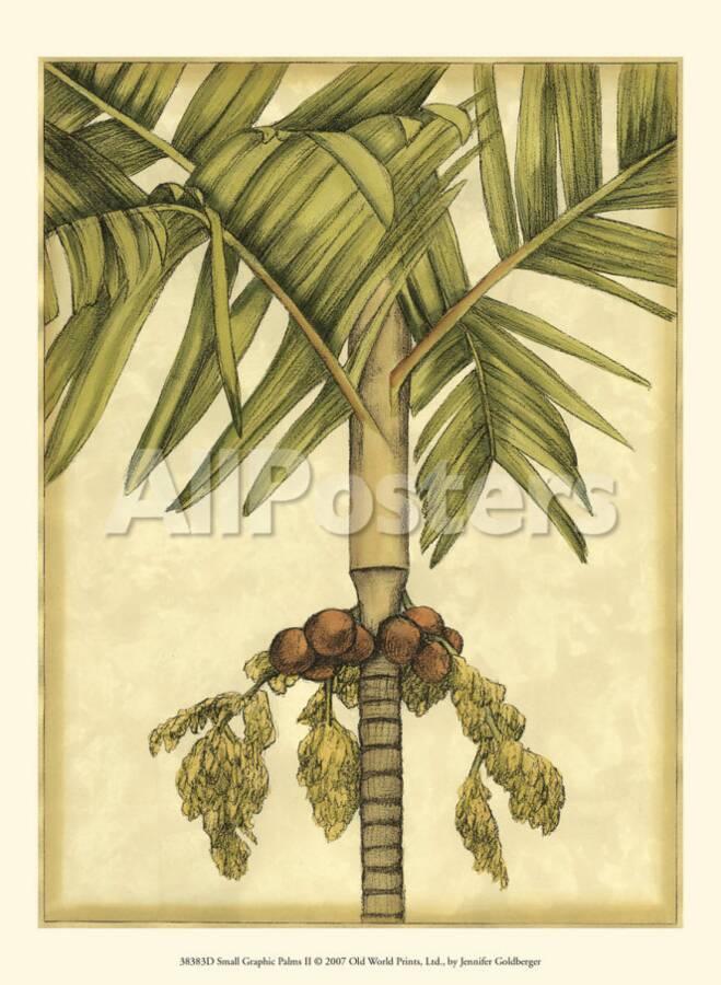 Graphic Palms Ii Prints By Jennifer Goldberger At Allposters Com