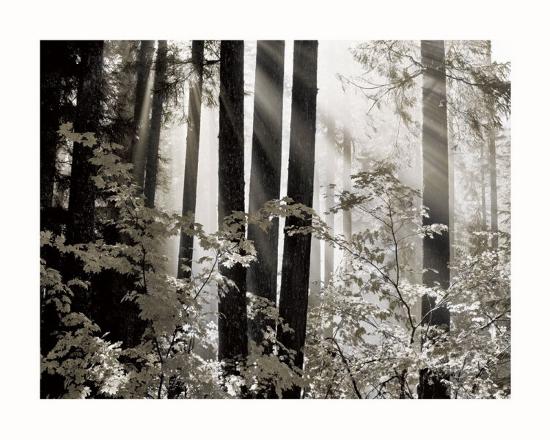 Misty Forest Art Dennis Frates Allposters Com Misty Forest Art Dennis Frates Allposters Com