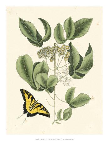 'Butterfly and Botanical II' Giclee Print - Mark Catesby | AllPosters.com