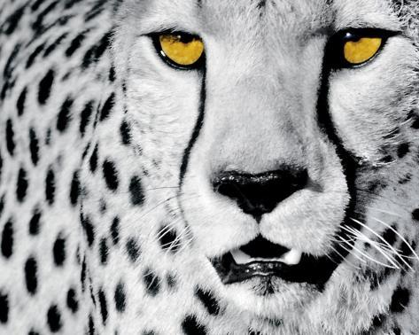 black and white cheetah painting