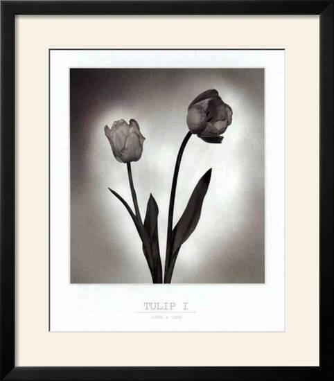 'Tulip I' Prints | AllPosters.com