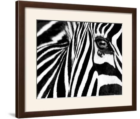 AFRICAN WILDLIFE ART PRINT Zebras Rocco Sette