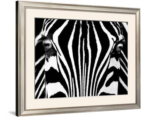 AFRICAN WILDLIFE ART PRINT Zebras Rocco Sette