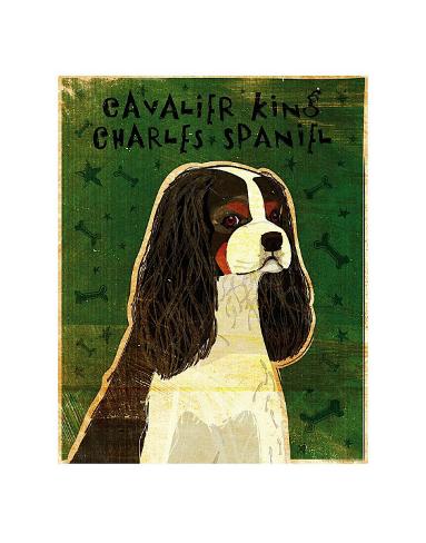 king charles cavalier tri color king charles cavalier tri color