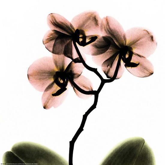 Crystal Flowers X Ray Orchid Posters By Albert Koetsier At Crystal Flowers X Ray Orchid Posters By Albert Koetsier At Allposters