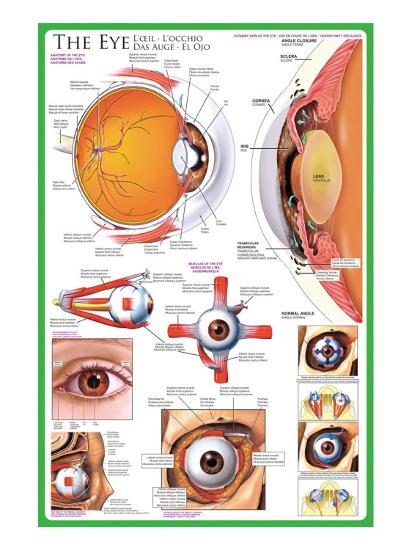 'The Eye' Premium Giclee Print | AllPosters.com