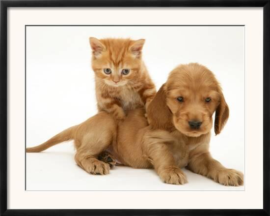 British Shorthair Red Tabby Kitten Climbing Ontop Of Golden Cocker