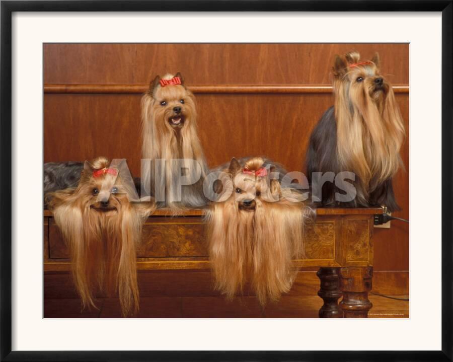 Domestic Dogs Four Yorkshire Terriers On A Table With Hair Tied