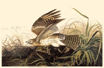Download Red-Shouldered Hawk Masterprint at AllPosters.com