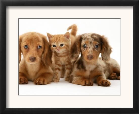 Miniature Long Haired Dachshund Puppies With British Shorthair Red