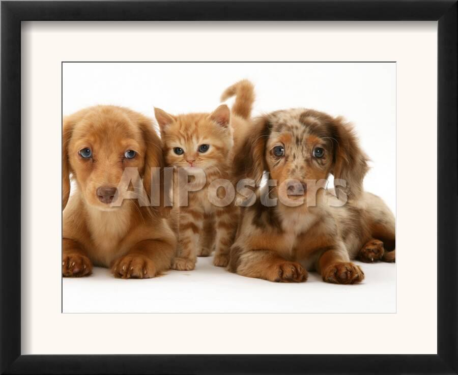 Miniature Long Haired Dachshund Puppies With British Shorthair Red
