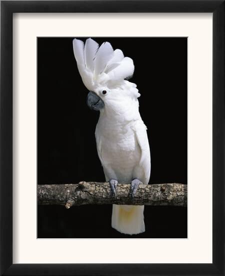 white or umbrella cockatoo posters by lynn m stone at allposters com