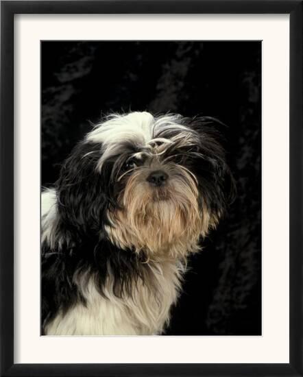Shih Tzu With Hair Cut Short Prints By Adriano Bacchella At