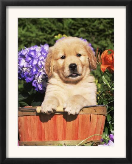 Golden Retriever Puppy In Bucket Canis Familiaris Illinois Usa