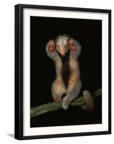 Holy Silky Ant Eater PRINT