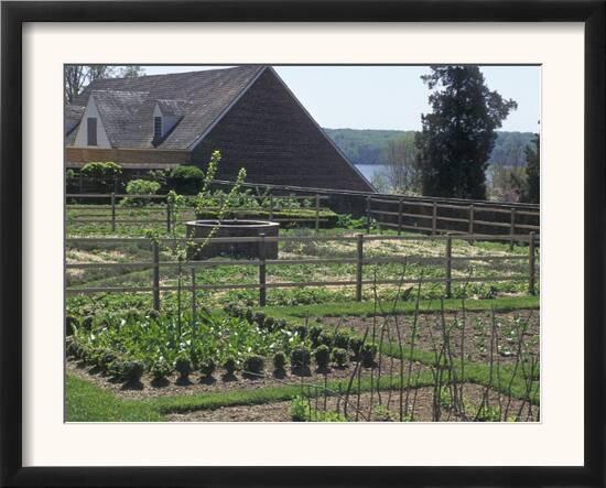 Vegetable Garden At Mount Vernon George Washington S Home In