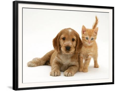 Golden Cocker Spaniel Puppy With British Shorthair Red Tabby