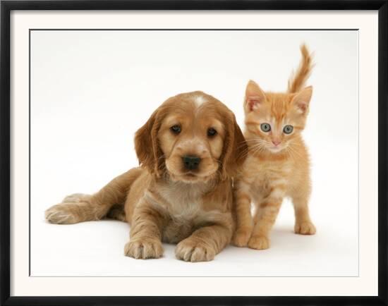 Golden Cocker Spaniel Puppy With British Shorthair Red Tabby