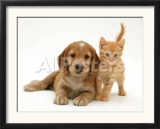 Golden Cocker Spaniel Puppy With British Shorthair Red Tabby